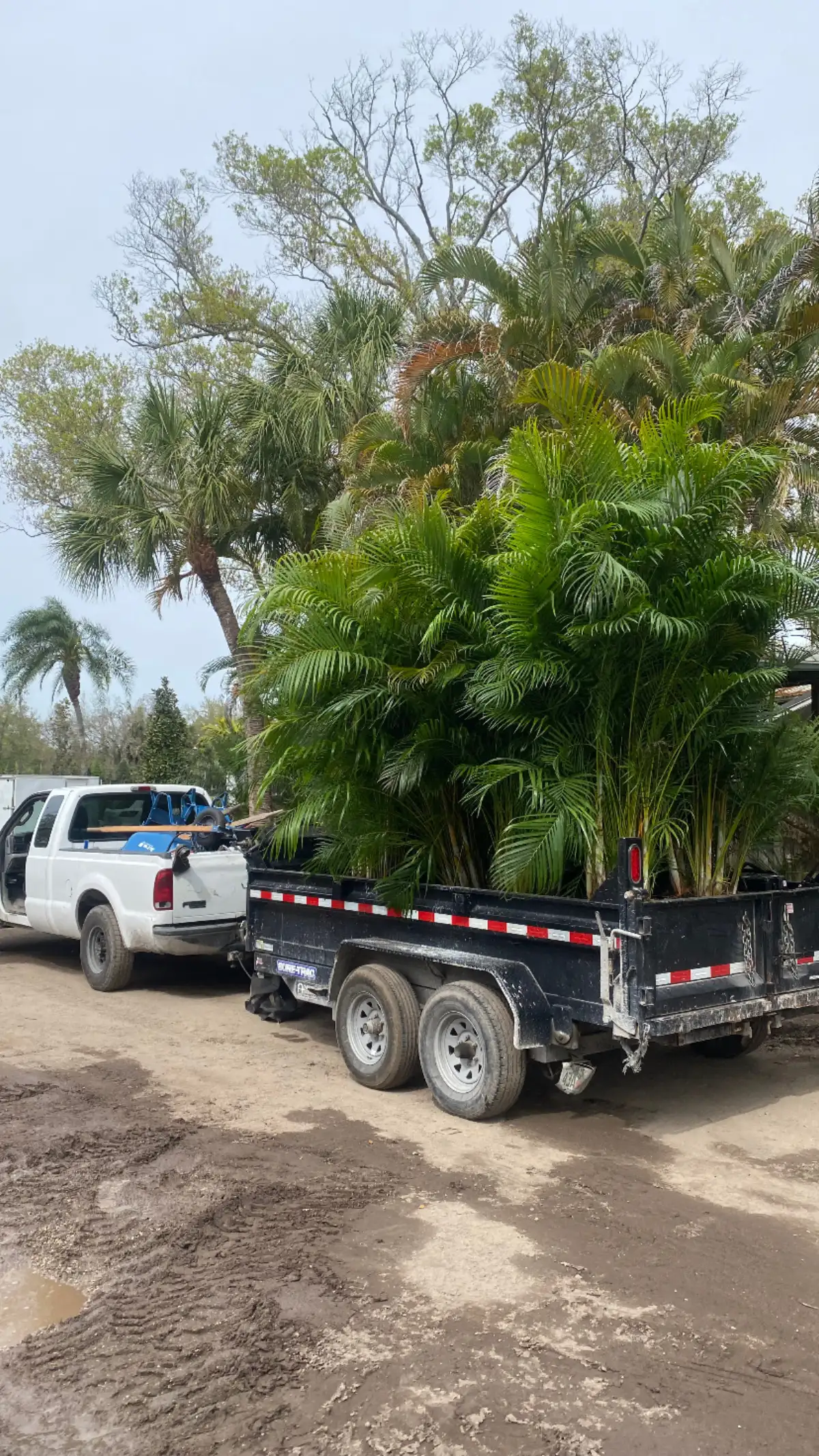 Hound Dog Landscaping work truck on job site in St. Petersburg