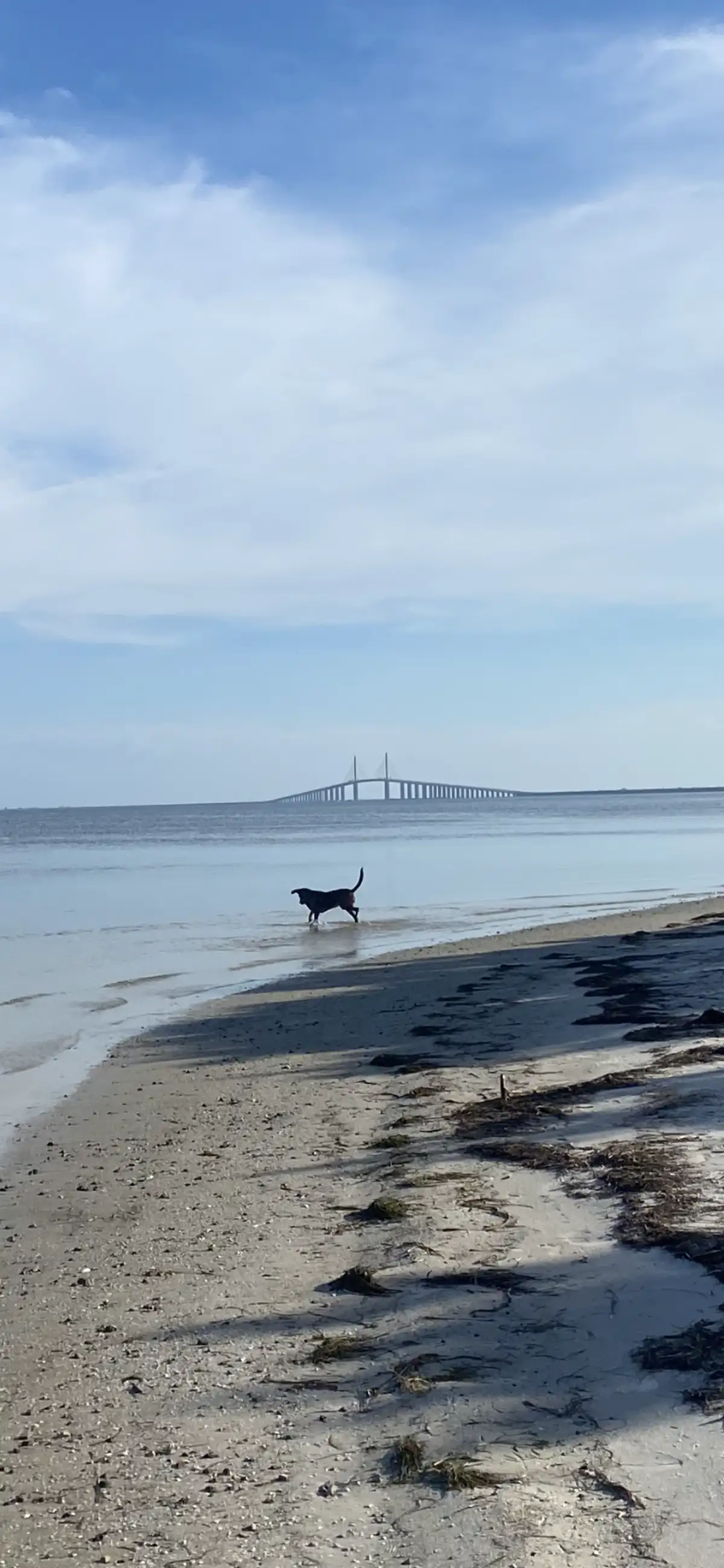 Completed landscaping project in St. Petersburg Florida